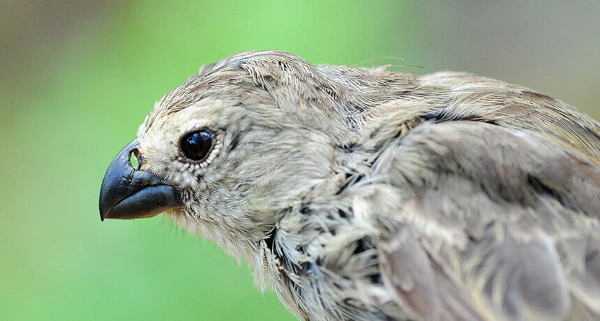 Grey Finch Bird: Beyond the Galápagos