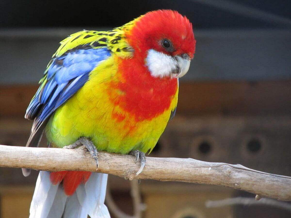 rainbow colored birds