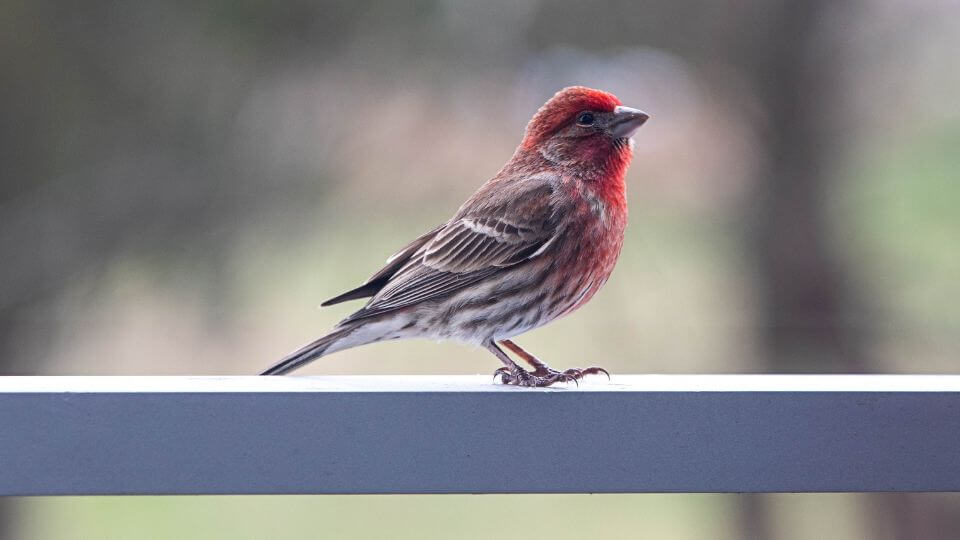 Exploring House Finch Vocalizations