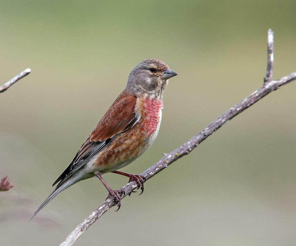 Conclusion: Appreciating the Common Linnet's Importance