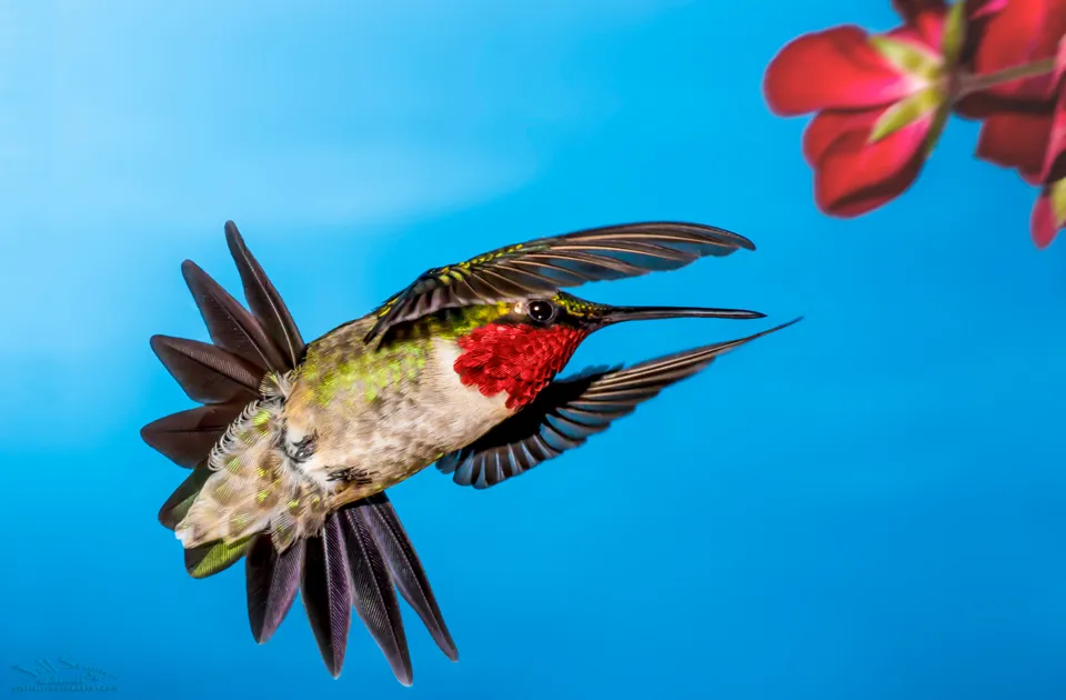 Capturing Moments: Tips for Hummingbird Photography
