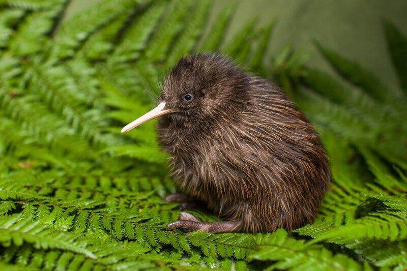 Kiwi Bird Tourism and Viewing Opportunities in New Zealand