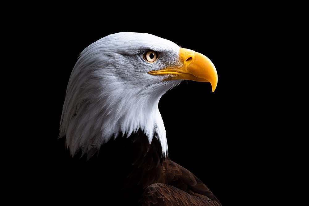 Opinions on the Bald Eagle