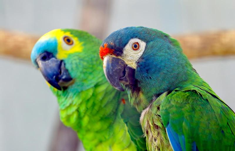 Essential Parrot Care Practices