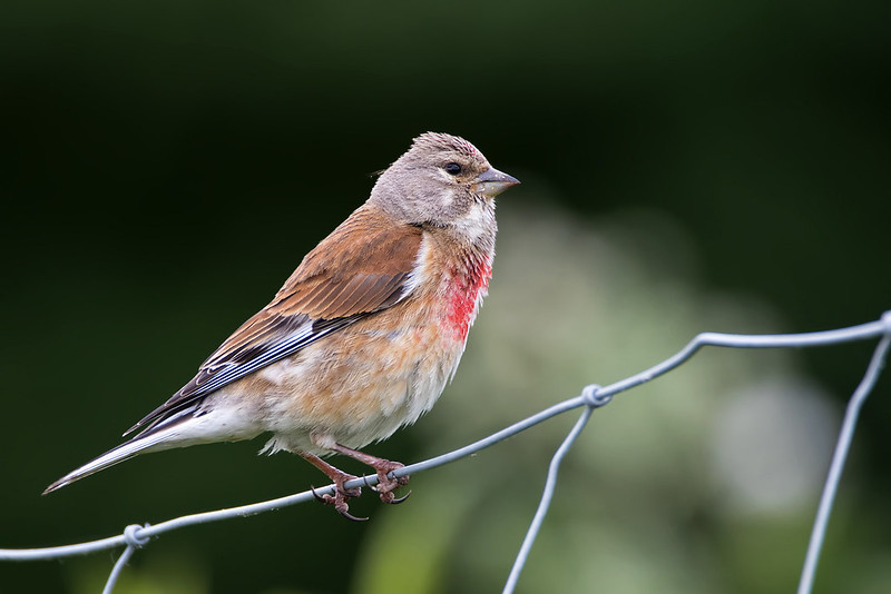 Conclusion: Nurturing the Essence of the Linnet