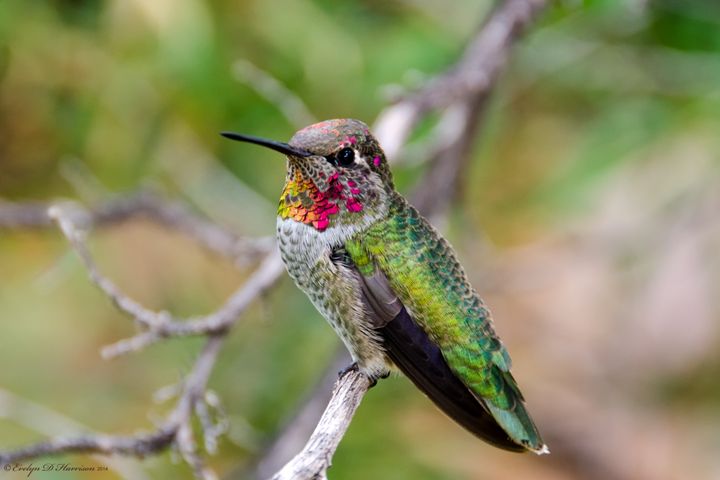 anna hummingbird male