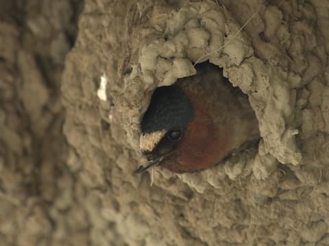 Identifying Mud Bird Nests