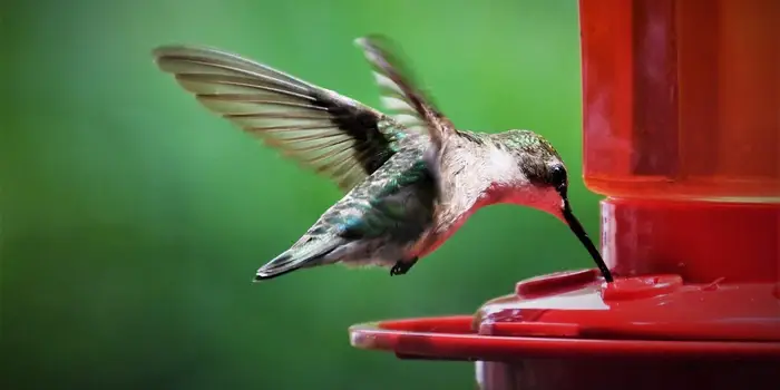 Feeder Finesse: Attracting Hummingbirds with Feeders