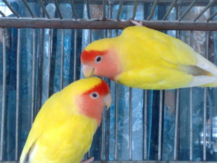 Lutino Lovebirds as Pets: A Feathery Companionship