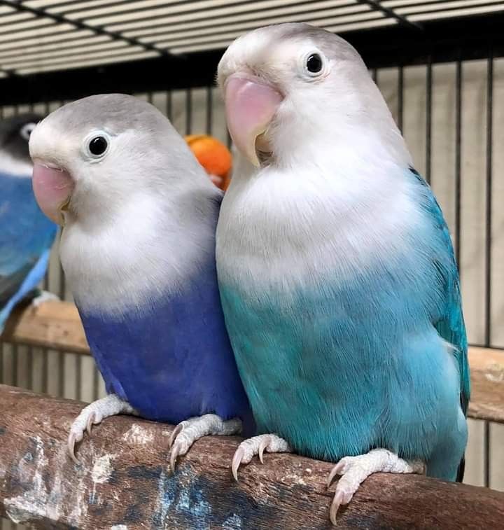 Evolution of Blue Fischer Lovebirds