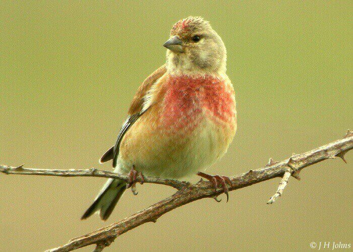Ecological Importance of the Common Linnet