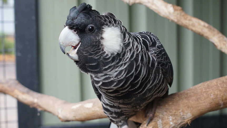 Unraveling the Mystery: Description of White Tailed Black Cockatoo