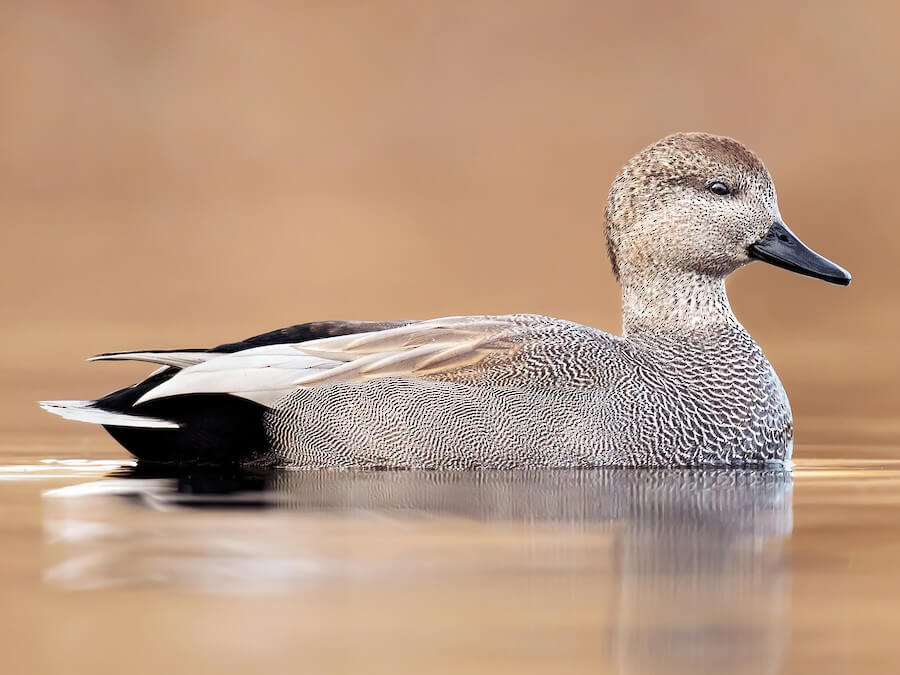 Beyond the Plumage: Gadwall Duck Vocalizations