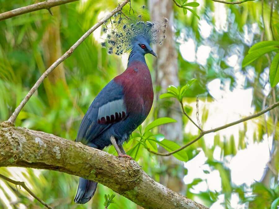 Other Notable Species: Green Araucaria, Victoria Crowned Pigeon, Australian King Parrot