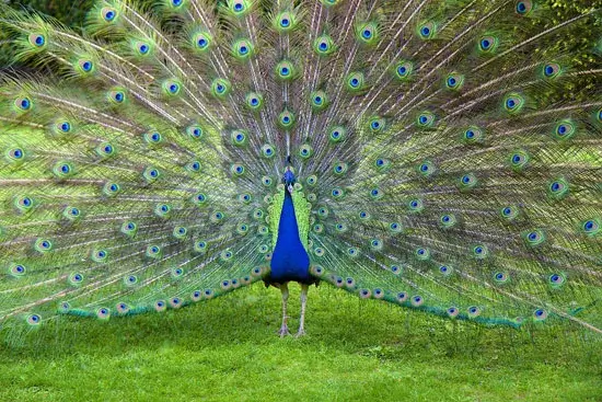 Importance of Understanding Peacock Types