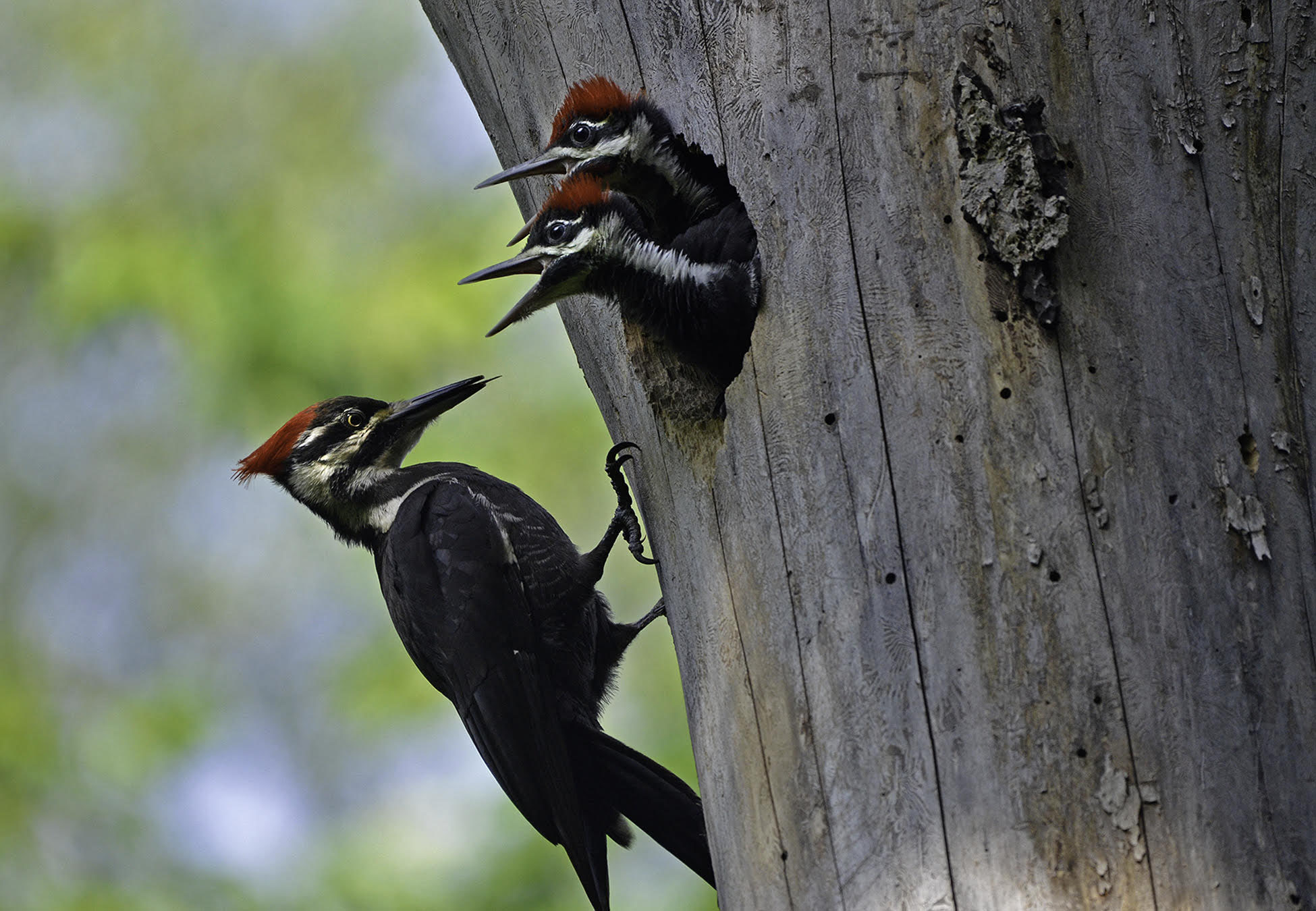 A Pileated Woodpecker