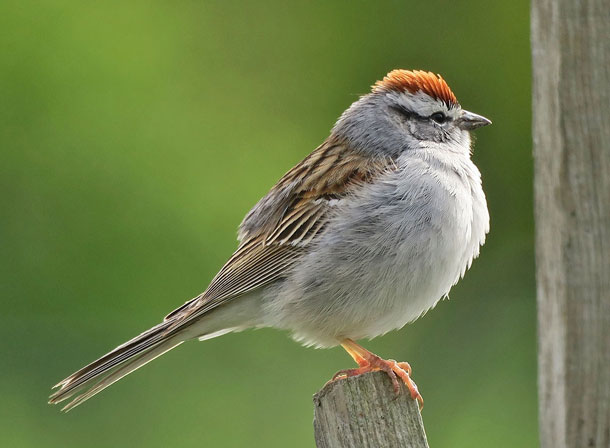 Unlocking the Secrets of Ohio's Native Birds: A Closer Look