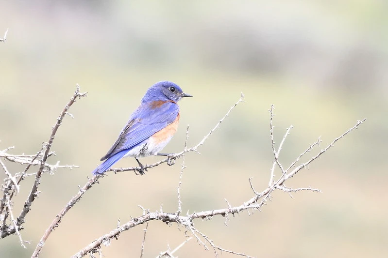 Bluebirds in Arkansas
