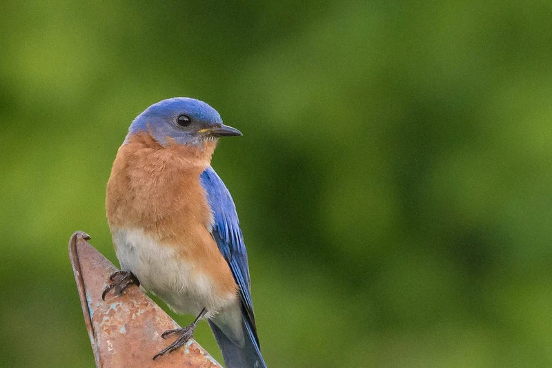 Bluebirds in Georgia