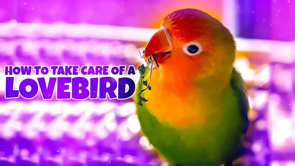 Cage Care for Lovebirds