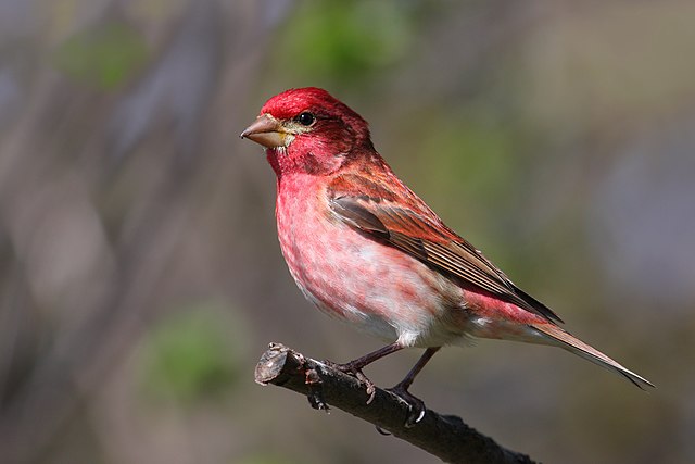Red-Breasted Finch Characteristics