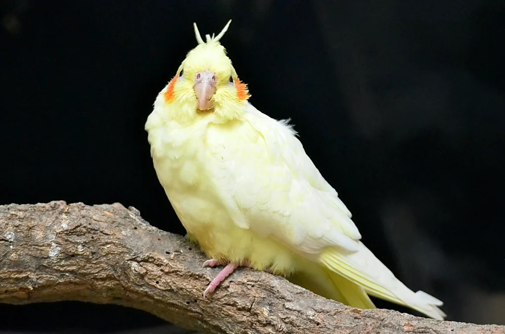 Navigating Cockatiel bird price: A Buyer's Guide