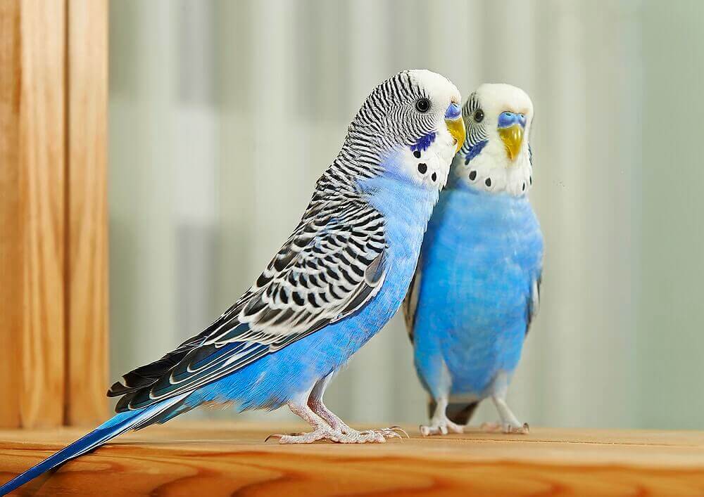 The Significance of Proper Parakeet Care
