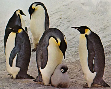 Emperor Penguin Habitat in Popular Media