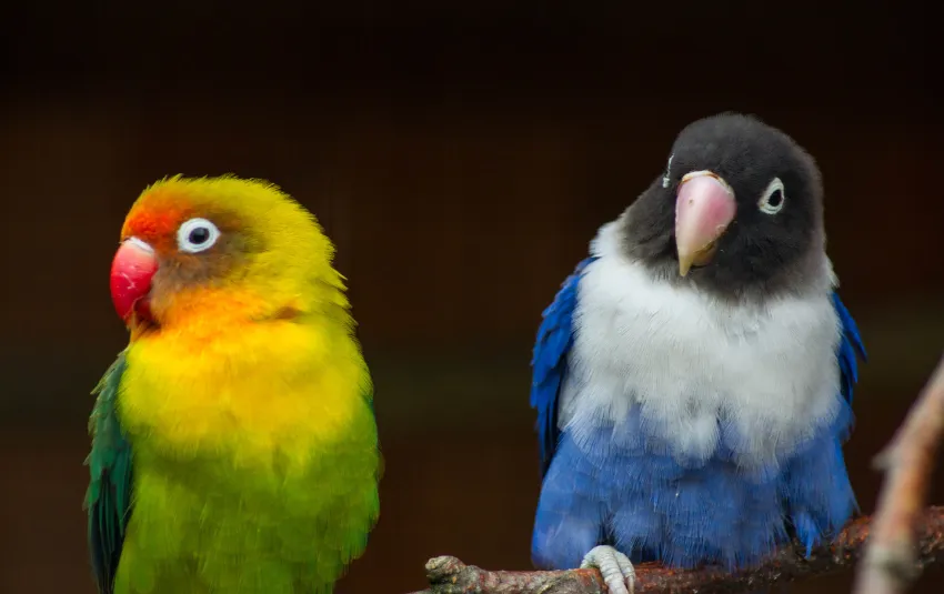 The Joy of Owning Do lovebirds talk