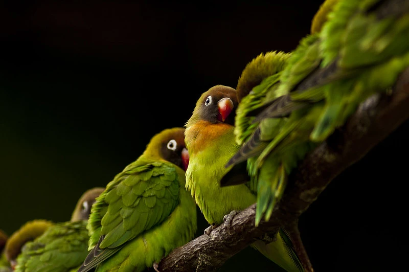 Factors Affecting Lovebirds' Survival