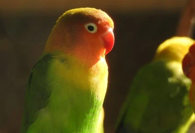 The Masked Lovebird (Agapornis personatus)