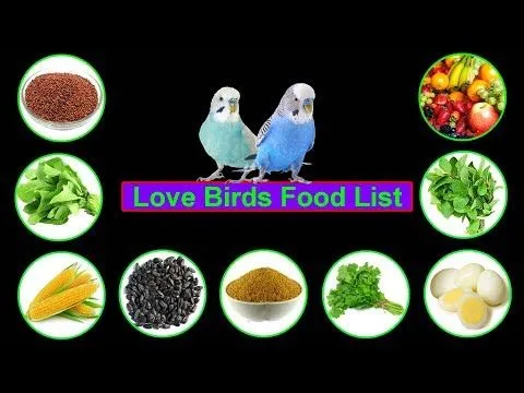 Fruits into Lovebirds' Diet