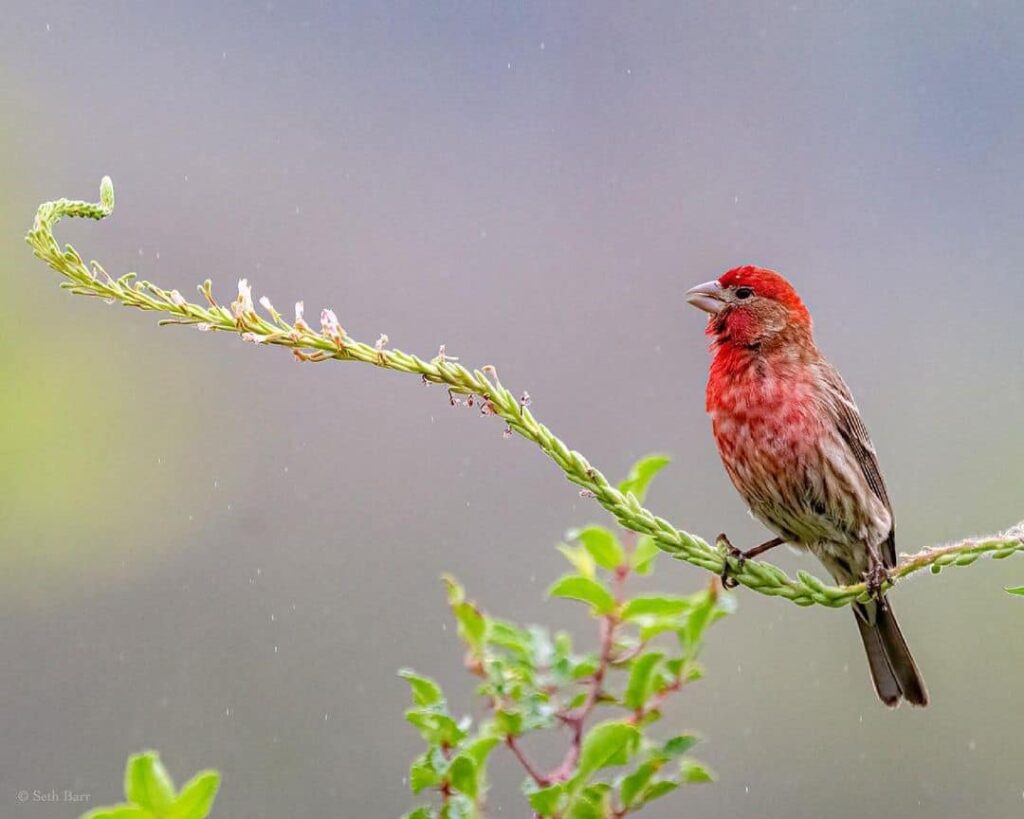 Red-Breasted Finch Meaning