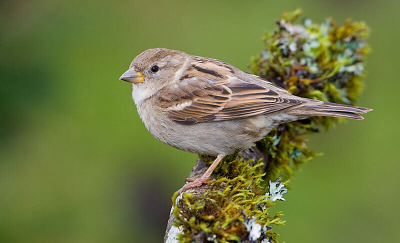 Physical Characteristics of House Sparrows
