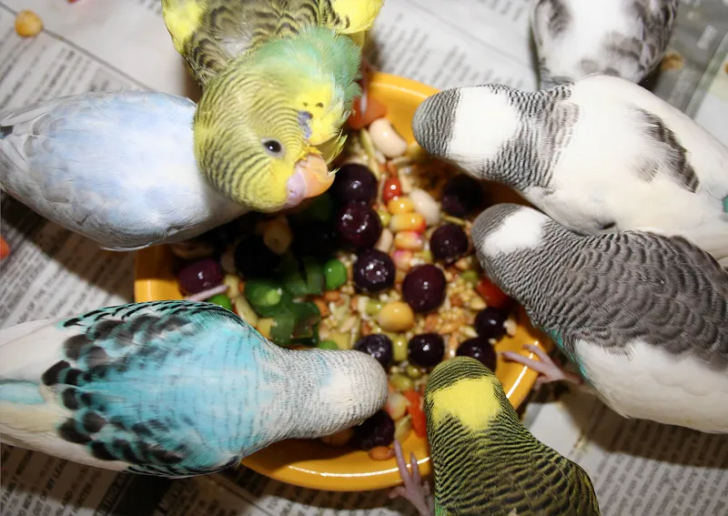 Crafting the Ideal Parakeet Diet