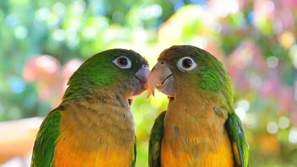 The Argument for Keeping Lovebirds in Pairs