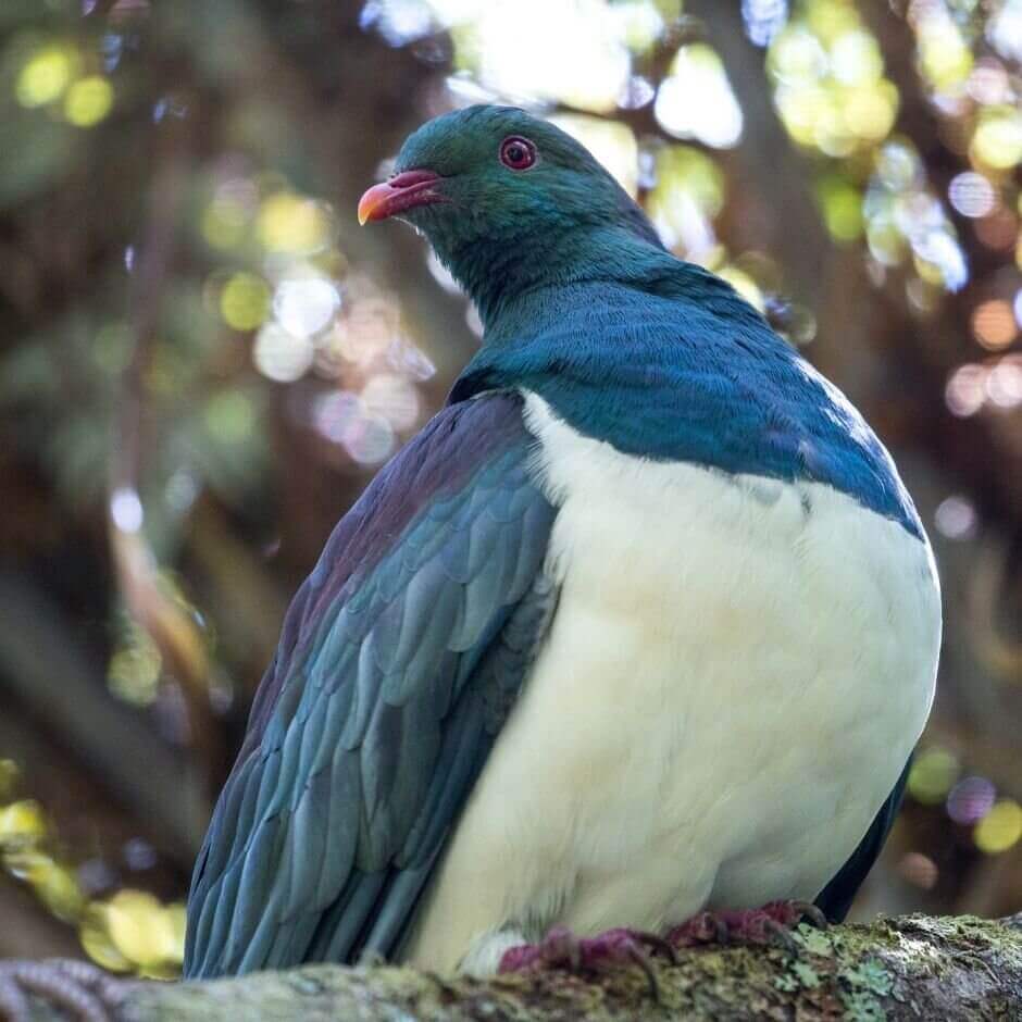 Kiwi Birds: Ecological Role and Impact