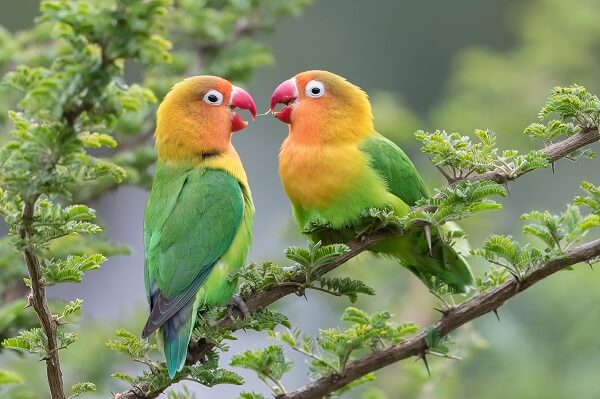 Lovebirds and Their Beaks