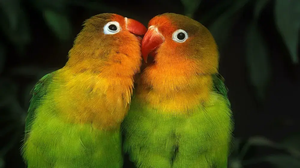The Lifespan of a Lovebird? Importance of Understanding