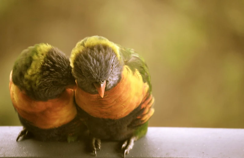 Lovebirds and Their Aggression