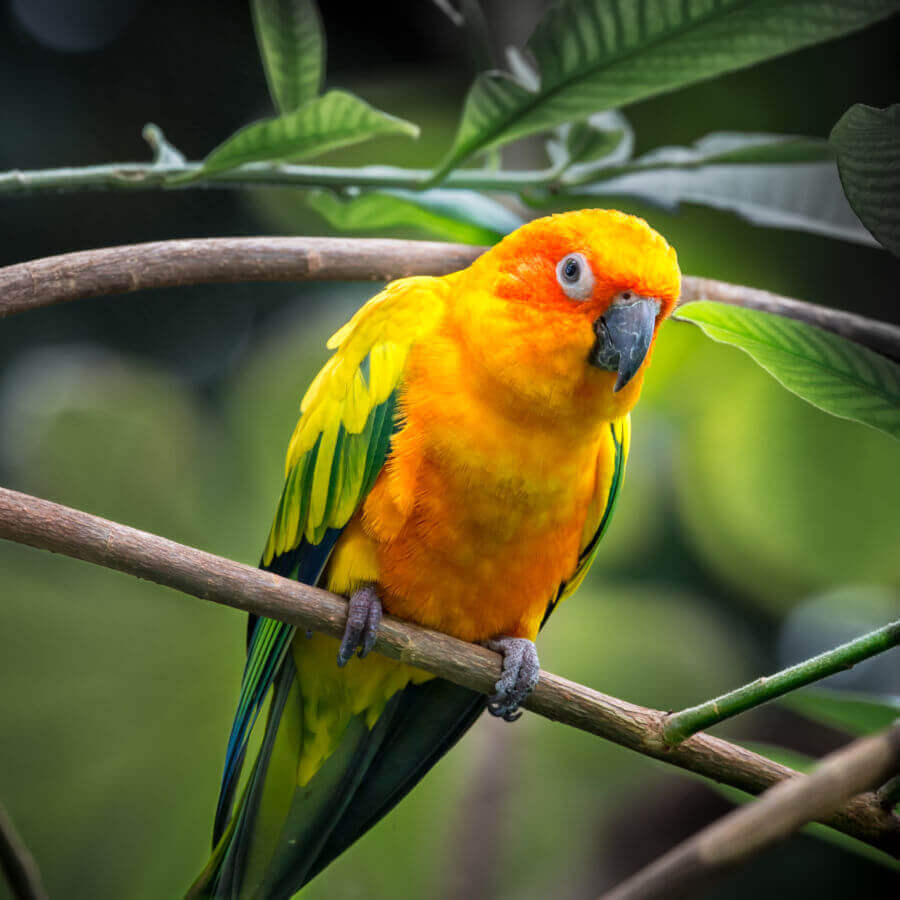 Overview of Parrot Care