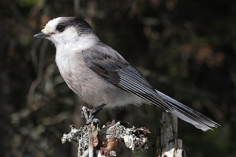 Cultural Significance of the Gray Jay in Canada