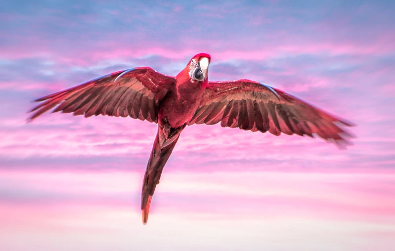Pink Macaw Parrot