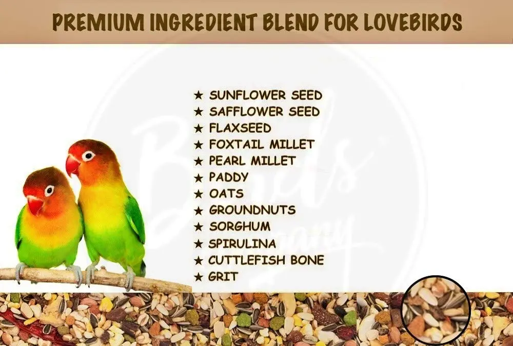 Popular Seed Choices for Lovebirds