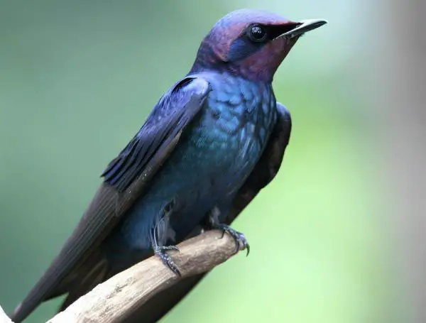 Bird Identification and Characteristics: Unveiling Avian Marvels