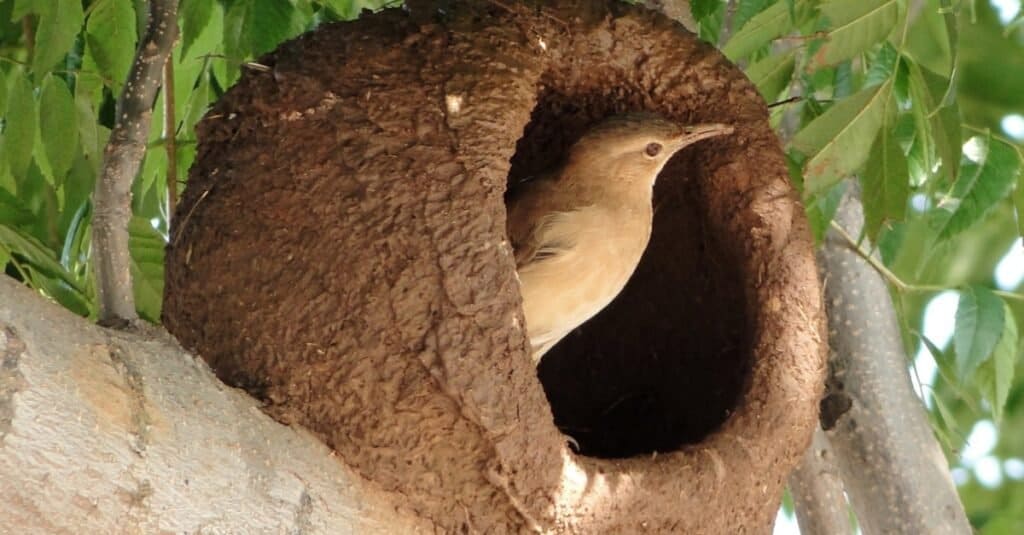 mud bird nest identification