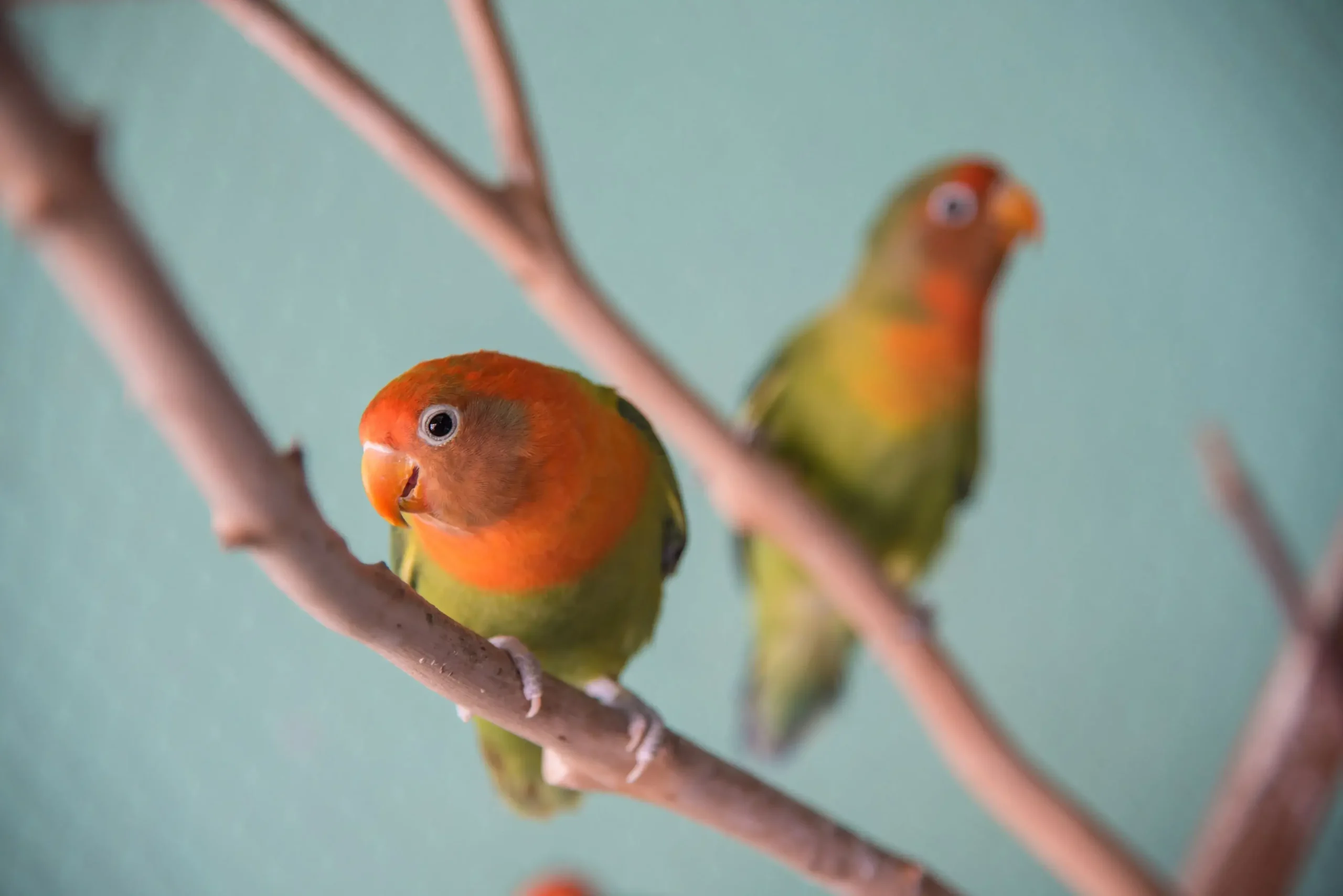 How to Take Care of a Lovebird?