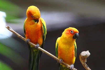 Do Lovebirds Make Good Pets? Unveiling the Perfect Pet Parrots