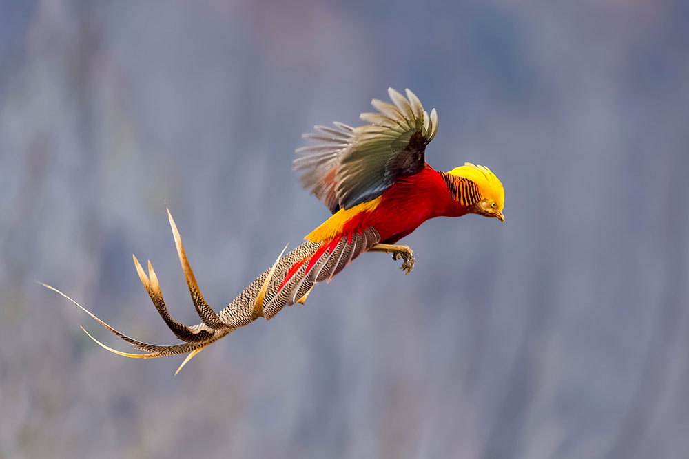 A Photographic Expedition: Capturing the Elegance of Native Birds in Asia