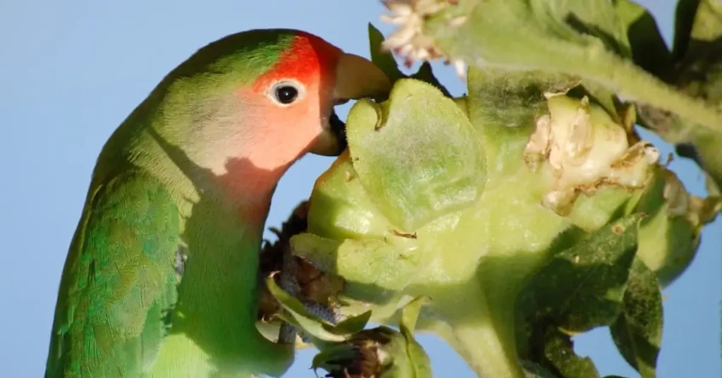 Vegetables in Lovebirds' Diet
